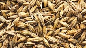 Animal Feed Barley Meal